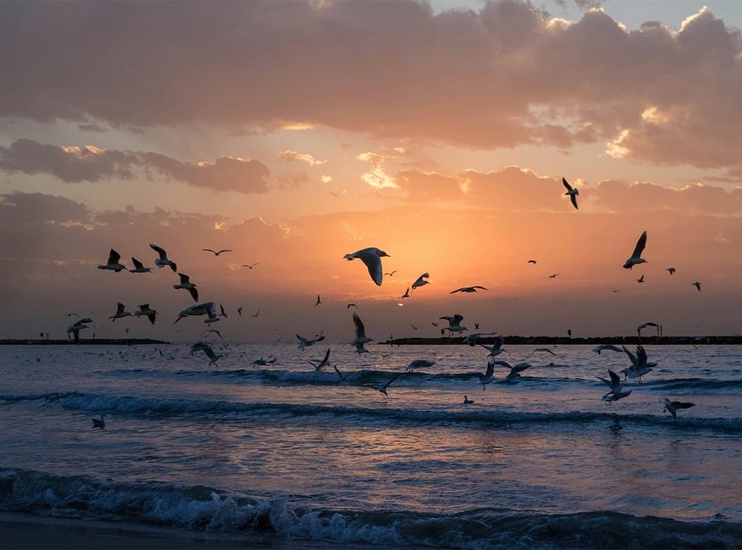 birds